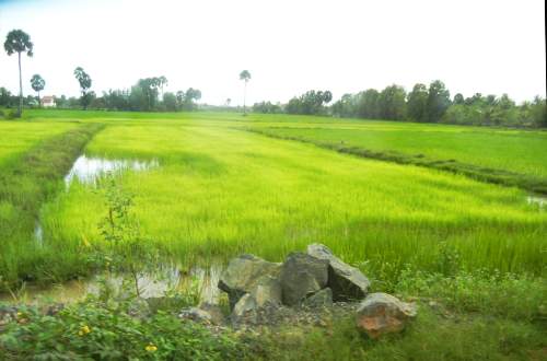 Rice paddies in Kampot Province